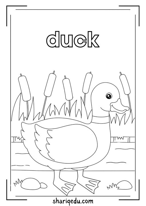 Great Duck Adventure